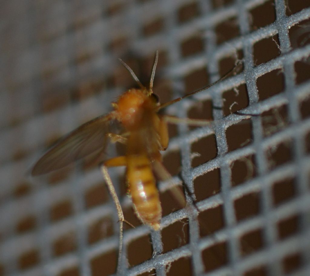 Mycetophilidae